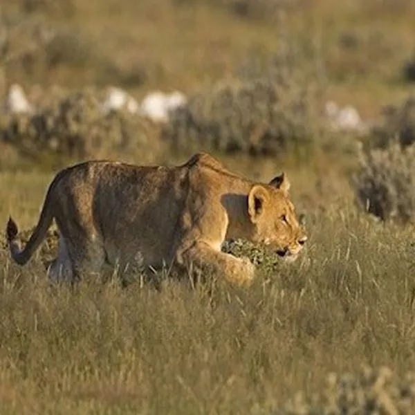 lion stalking