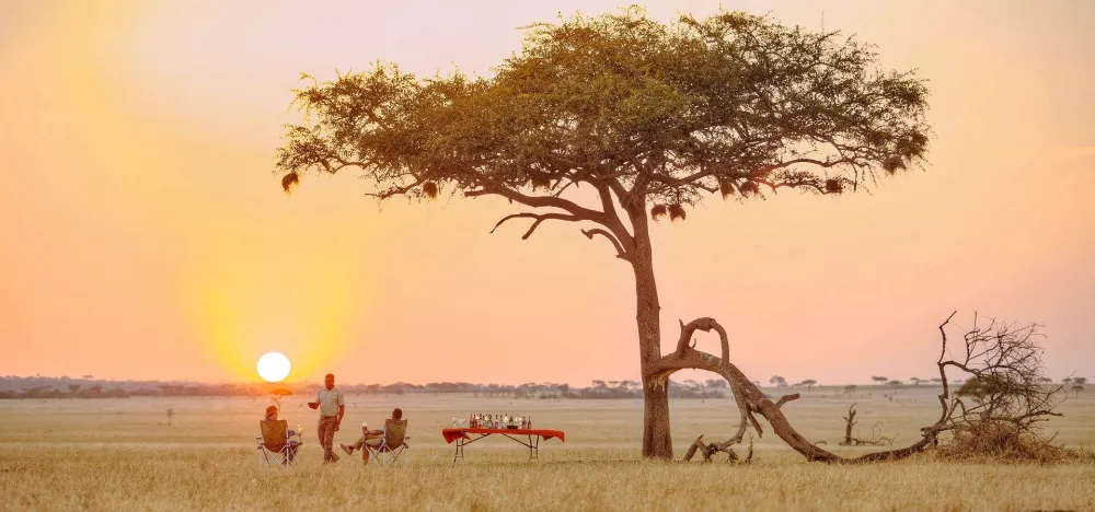 tourist on a safari enjoying the sunset under an acacia tree