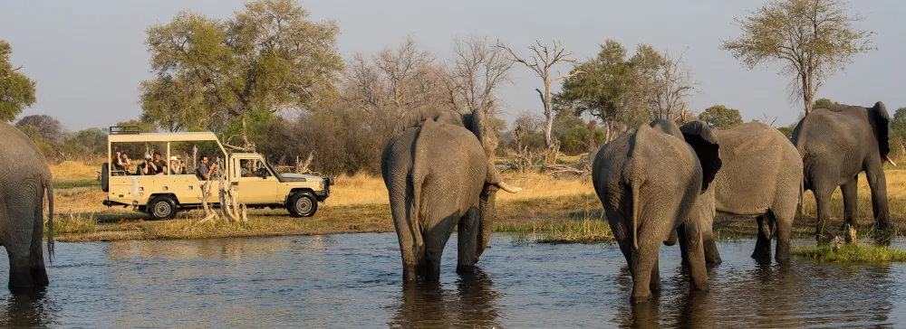 elephants crossing a river in a safari trip