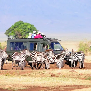 zebras in a safari