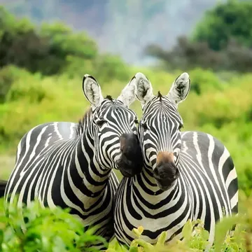 closeup of two zebras