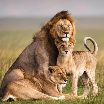 three lions in a savana