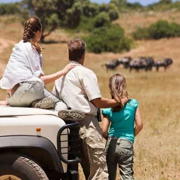 a family watching wildebeasts in a safari